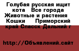 Голубая русская ищит кота - Все города Животные и растения » Кошки   . Приморский край,Спасск-Дальний г.